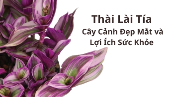 Thài Lài Tía: Cây Cảnh Đẹp Mắt và Lợi Ích Sức Khỏe